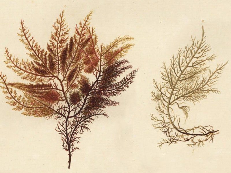 Sea moss benefits. Hand-colored copperplate engraving after an illustration by Christian Leinberger from Georg Wolfgang Knorr's Deliciae Naturae Selectae of Kabinet van Zeldzaamheden der Natuur, Blusse and Son, Nuremberg, 1771. Specimens from a Wunderkammer or Cabinet of Curiosities of P.L. Muller. 