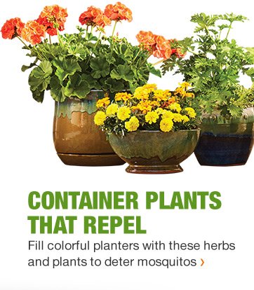 CONTAINER PLANTS THAT REPEL