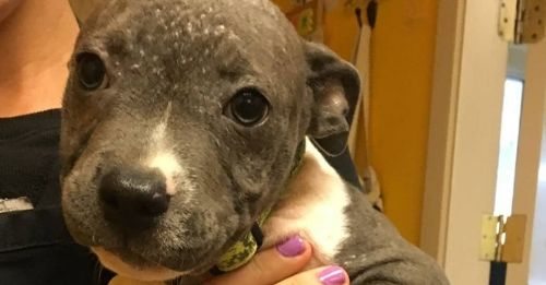 The Last Of Three Stolen Puppies Is Finally Found And Returned To Rescue