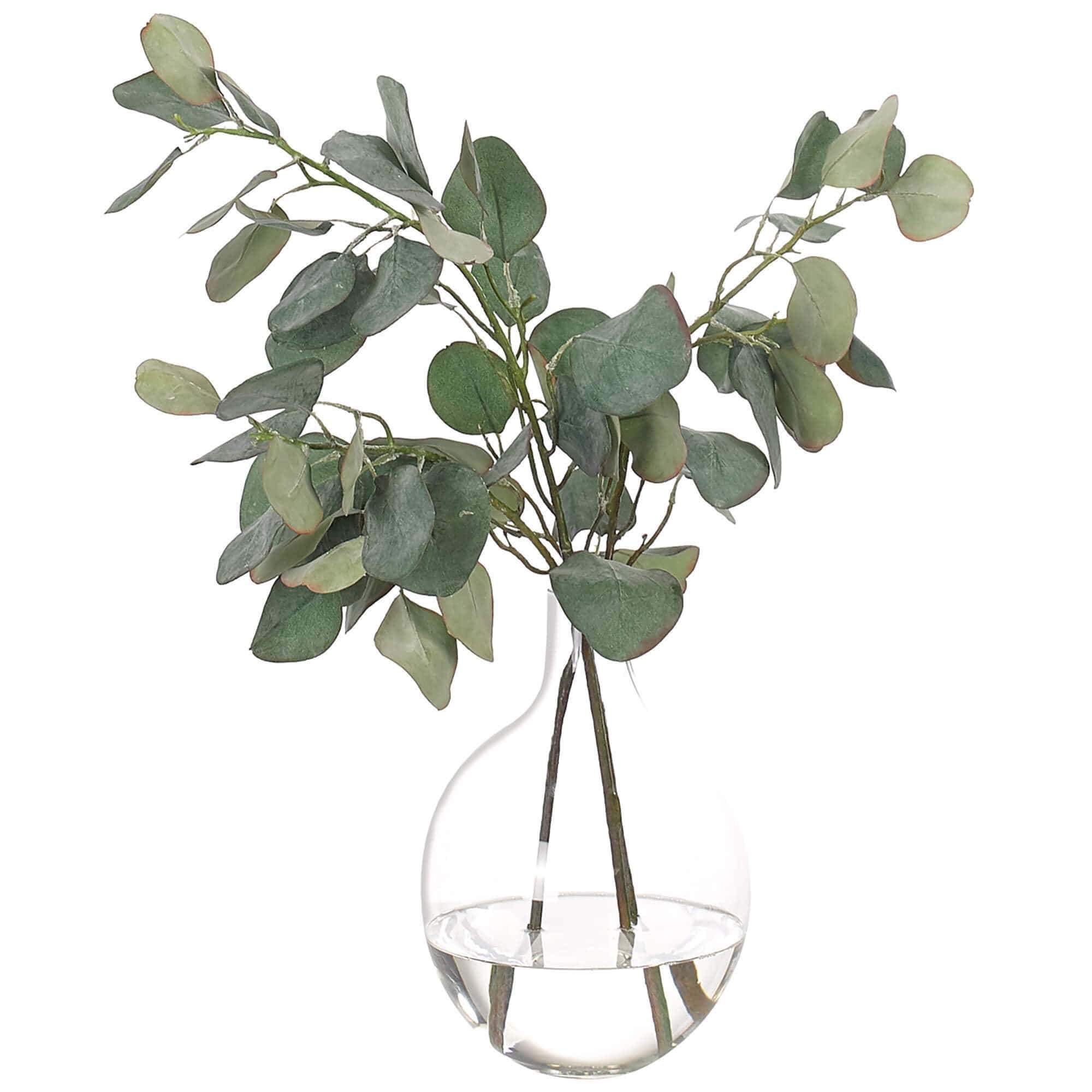 Image of Eucalyptus in Glass Vase