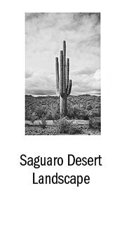 Saguaro Desert Landscape