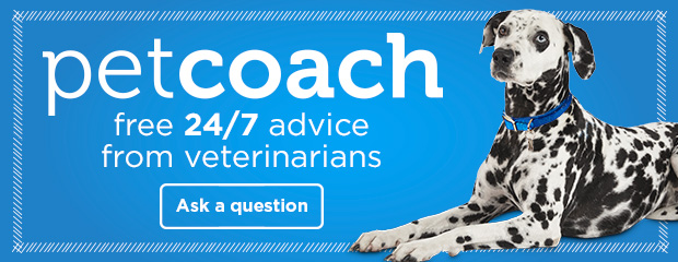 PetCoach free 24/7 advice from veterinarians. Ask a question. 