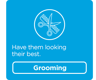 Have them looking their best. Grooming.