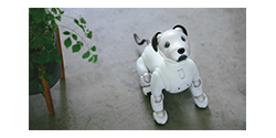 Potty training aibo