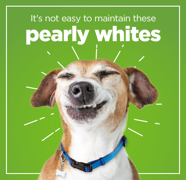 It's not easy to maintain these pearly whites.