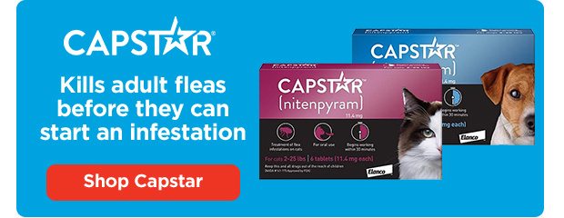 Capstar. Kills adult fleas before they can start an infestation. Shop Capstar.