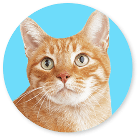 CatDeal-CTA-Image