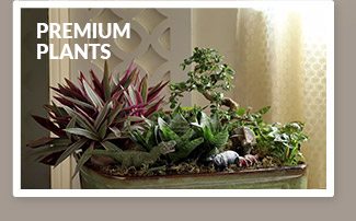 premium-plants