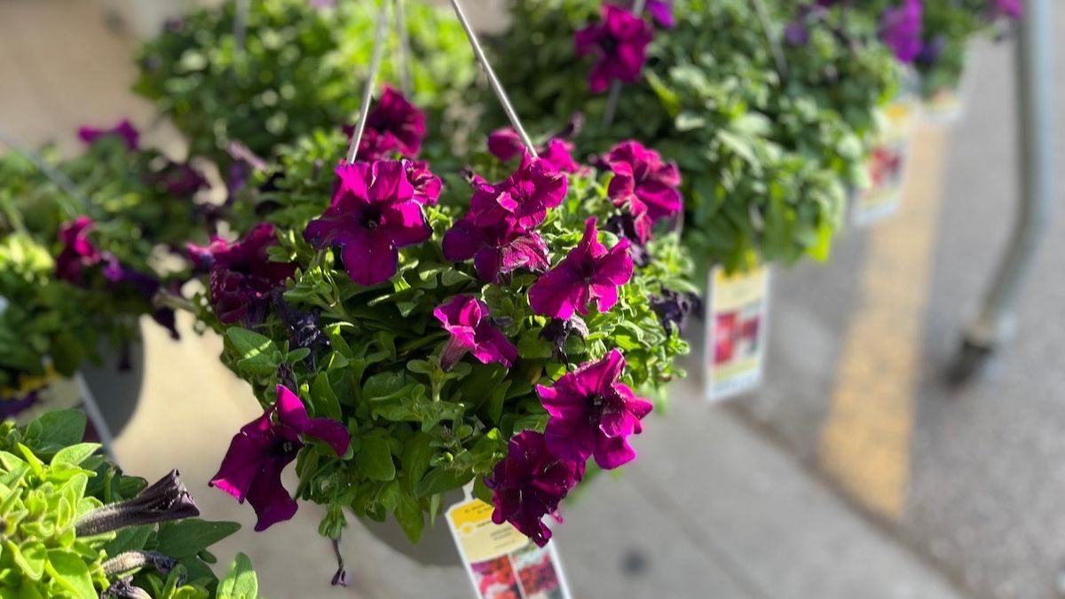 purple hanging flower baskets at lowes