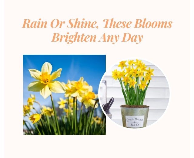 Rain Or Shine, These Blooms Brigthen Any Day