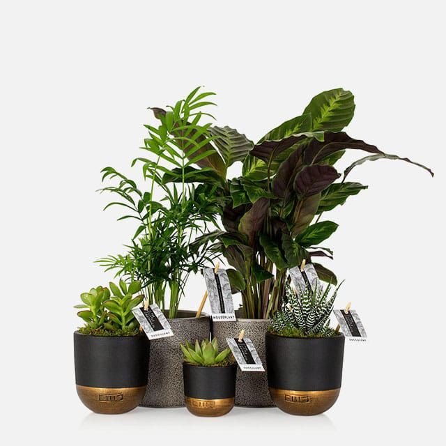 The Little Botanical New Home Bundle