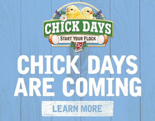 Chick Days