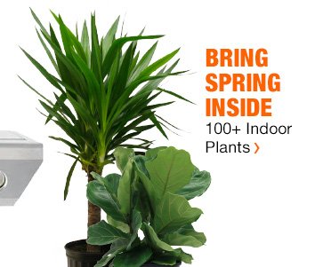 Bring Spring Inside | 100+ Indoor Plants