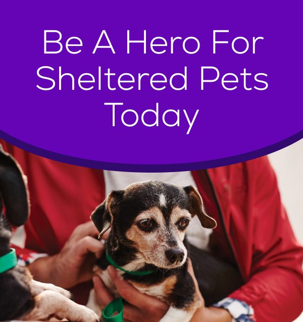 Be A Hero For Sheltered Pets Today