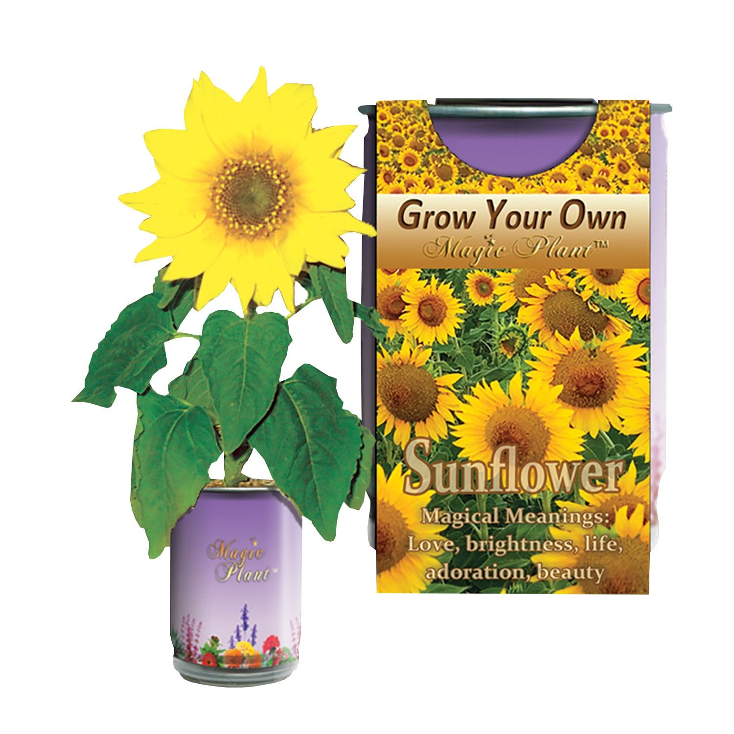 Grow Your Own Sunflowers Kit