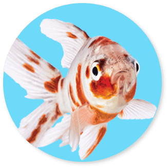 Fish-Fish-Deals-Image