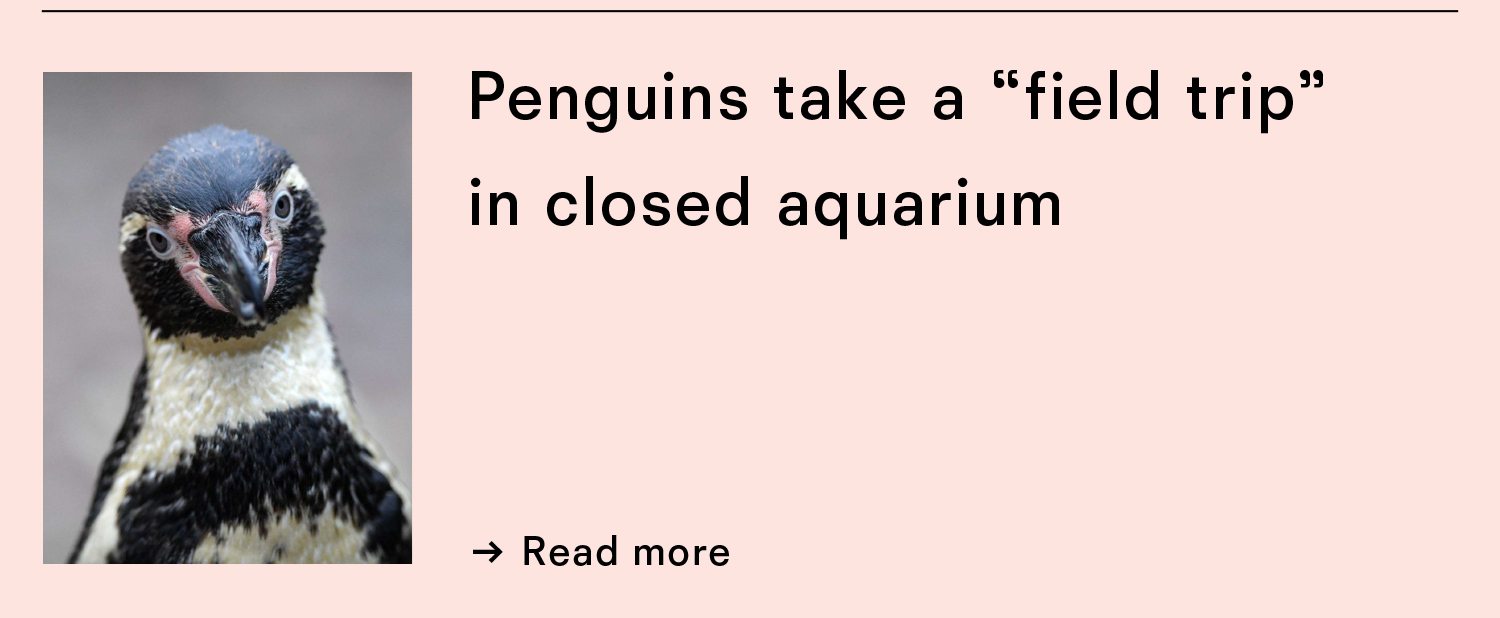 Penguins take a field trip in a closed aquarium.