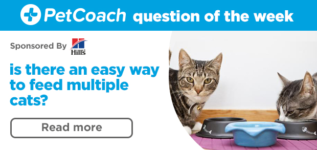 Is there an easy way to feed multiple cats? Read more >