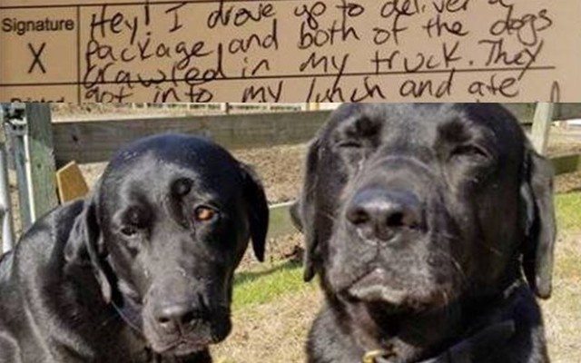 Dog Brothers “Shamed” For Stealing Mail Carrier’s Lunch Send Adorable Apology