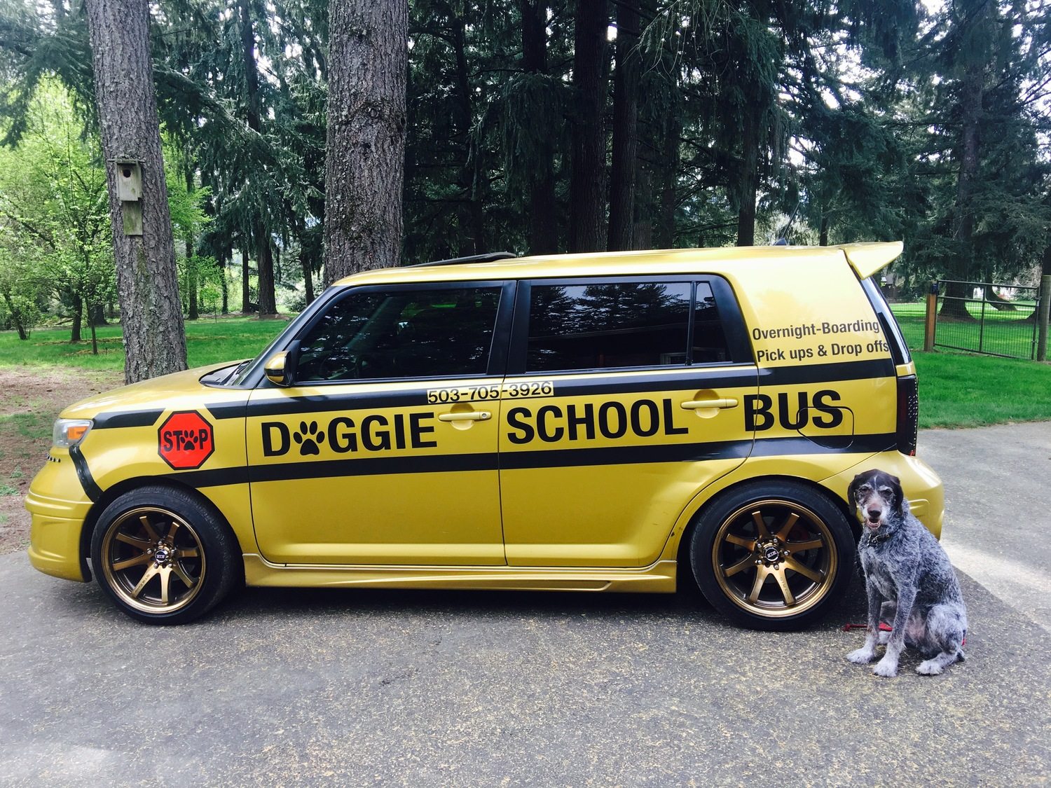 The Doggy School Bus Takes Dogs On Play Dates Thanks To Kind Soul