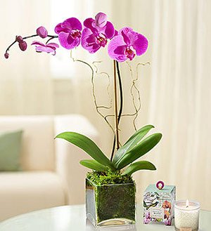 Elegant Orchid SHOP NOW