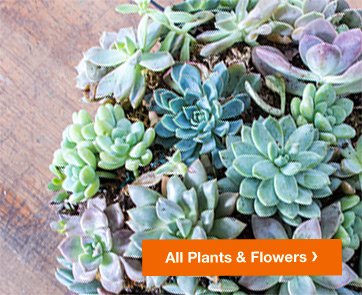 ALL PLANTS & FLOWERS