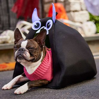 pet costumes