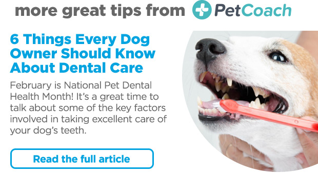 More great tips from PetCoach. 6 things every dog owner should know about dental care. Read full article >