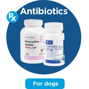 Antibiotics. For dogs.