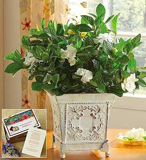 Grand Gardenia(tm) for Sympathy SHOP NOW