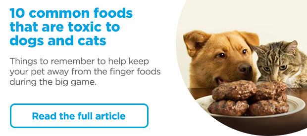 10 common foods that are toxic to dogs and cats. Things to remember to help keep your pet away from the finger foods during the big game. Read full article. 