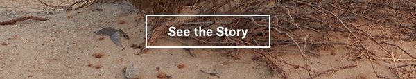 See the Story 