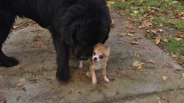  Tiny Chihuahua Helps Her Big Dog Friend From Being Dognapped!