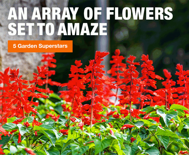 AN ARRAY OF FLOWERS SET TO AMAZE 5 GARDEN SUPERSTARS