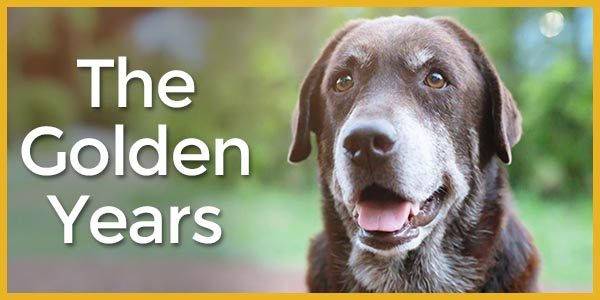 The Golden Years! 10% Off or 20% Off Orders over $79*