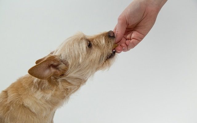 How To Give CBD To Dogs That Are Picky Eaters