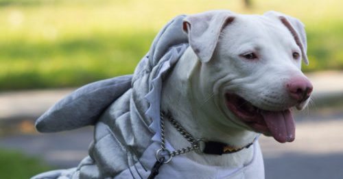 A Dog Named Sharknado Needed A Home, So The Movie’s Director Stepped Up To Help
