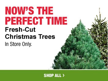 NOW'S THE PERFECT TIME FRESH-CUT CHRISTMAS TREES IN STORE ONLY.