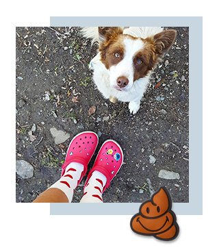 Dog with Crocs and Jibbitz