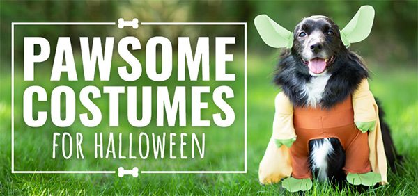 Pawsome Dog Costumes for Halloween [Costume Guide]