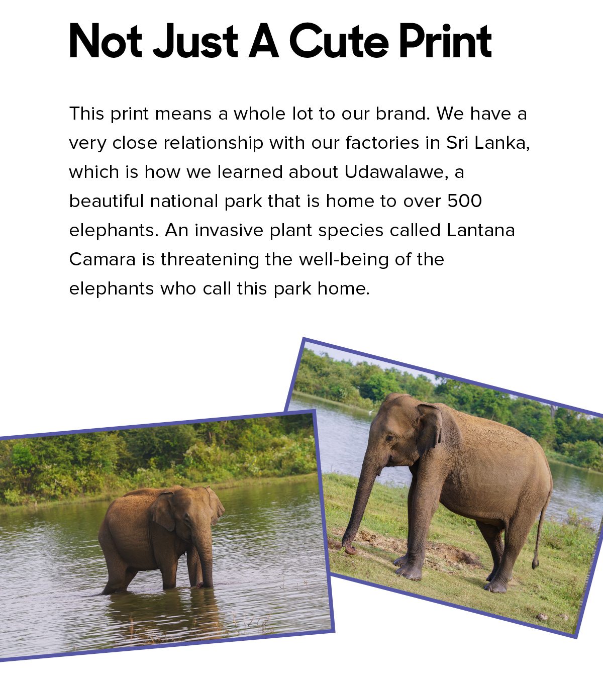 Not Just A Cute Print This print means a whole lot to our brand. We have a very close relationship with our factories in Sri Lanka, which is how we learned about Udawalawe, a beautiful national park that is home to over 500 elephants. An invasive plant species called Lantana Camara is threatening the well-being of the elephants who call this park home.