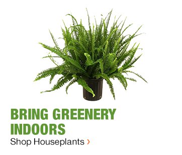 BRING GREENERY INDOORS