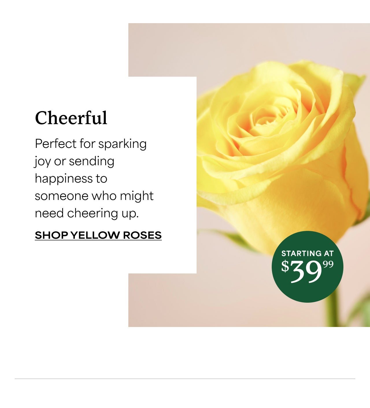 SHOP YELLOW ROSES