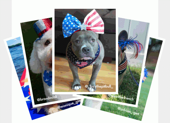 Get pawsitively patriotic. | Grab accessories for every member of the family. | Shop Now
