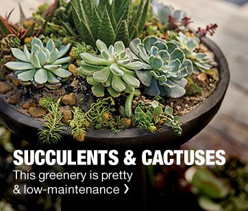 SUCCULENTS & CACTUSES