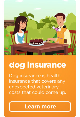 Dog insurance. Dog insurance is health insurance that covers any unexpected veterinary costs that could come up. Learn more >
