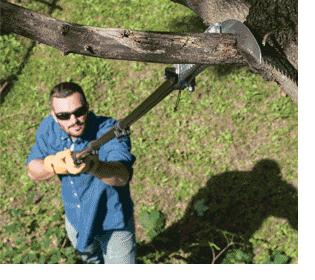 Clean Up Your Trees