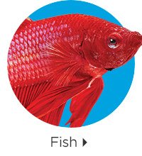 Fish.