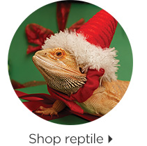 Shop reptile > 