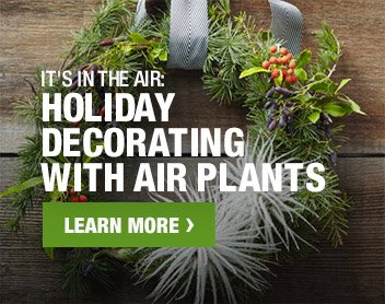 IT'S IN THE AIR: HOLIDAY DECORATING WITH AIR PLANTS LEARN MORE
